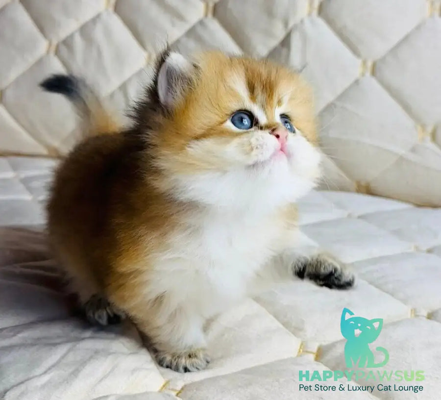 Damir British Longhair male black golden shaded - live animals