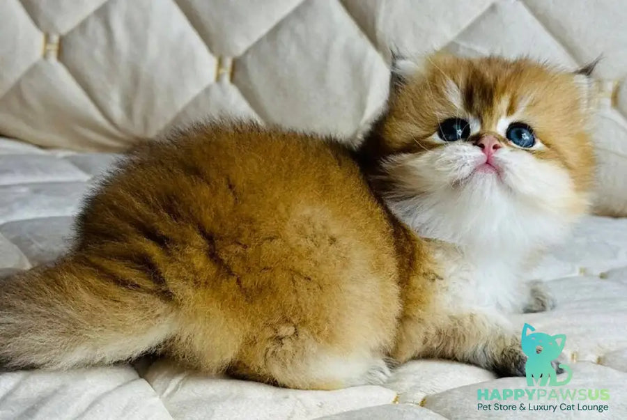 Damir British Longhair male black golden shaded - live animals