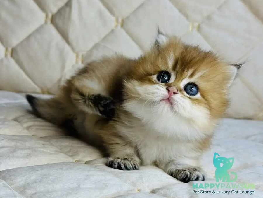 Damir British Longhair male black golden shaded - live animals