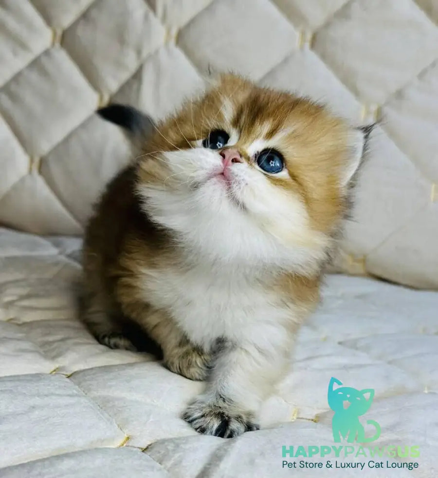 Damir British Longhair male black golden shaded - live animals