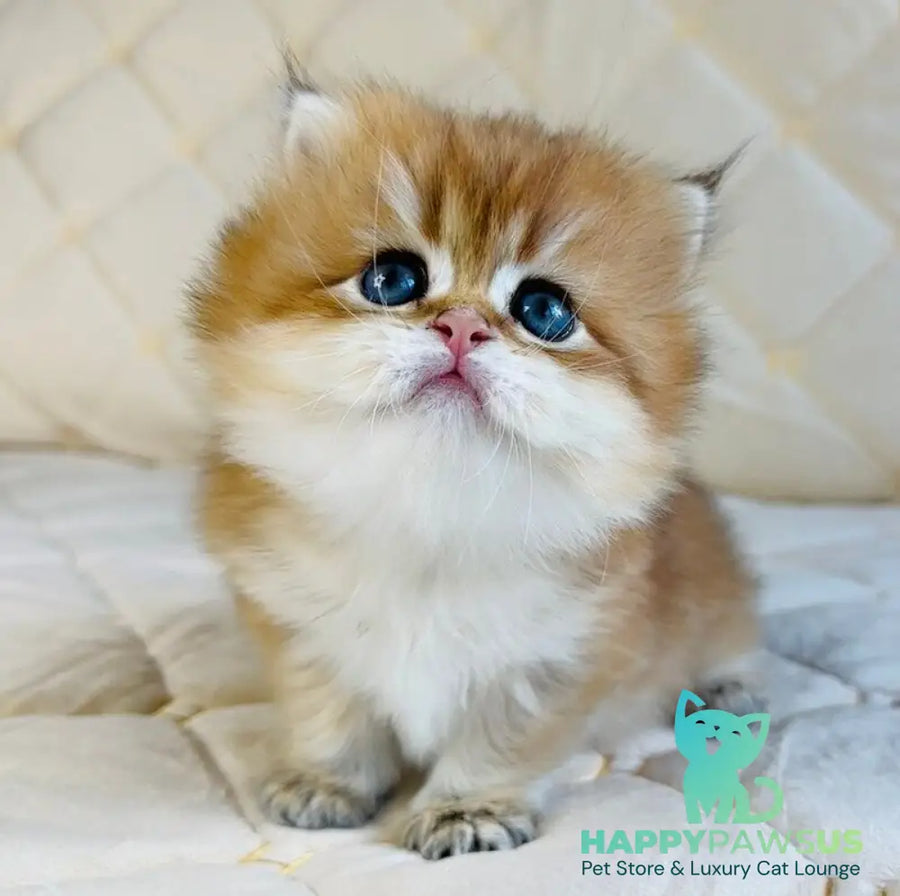Damir British Longhair male black golden shaded - live animals