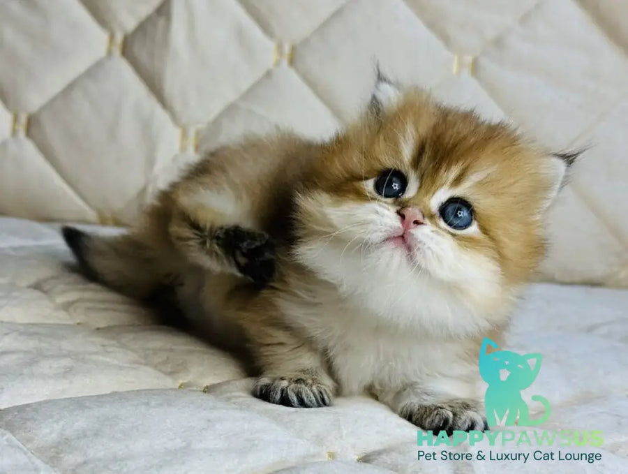 Damir British Longhair male black golden shaded - live animals
