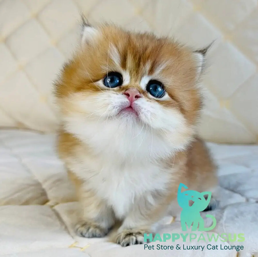 Damir British Longhair male black golden shaded - live animals