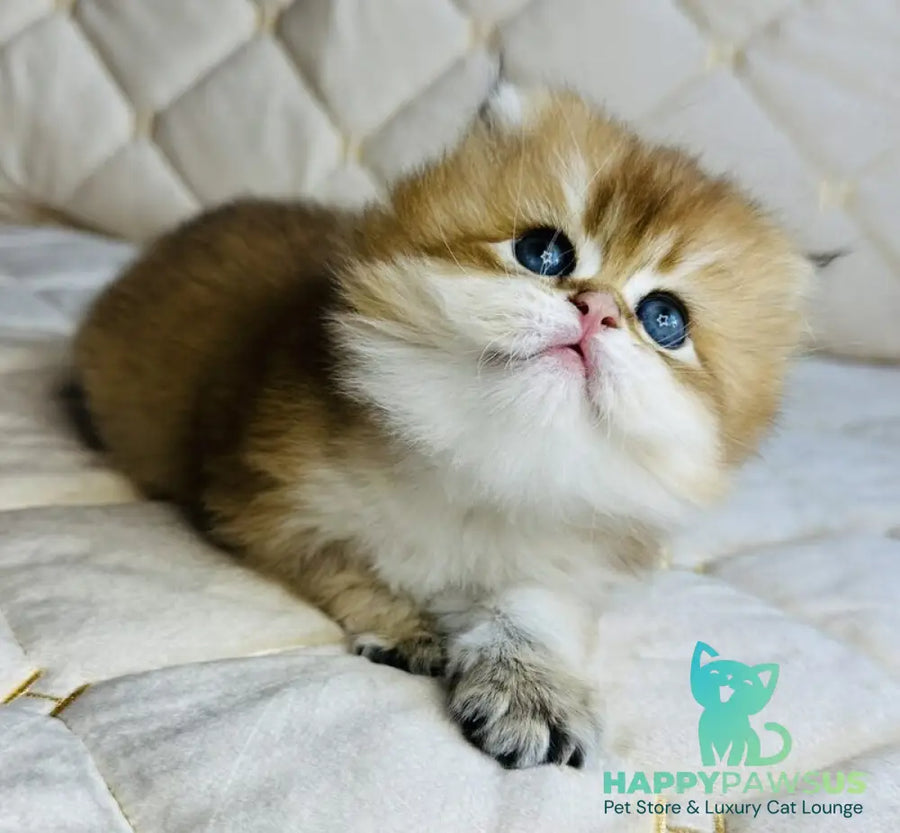 Damir British Longhair male black golden shaded - live animals