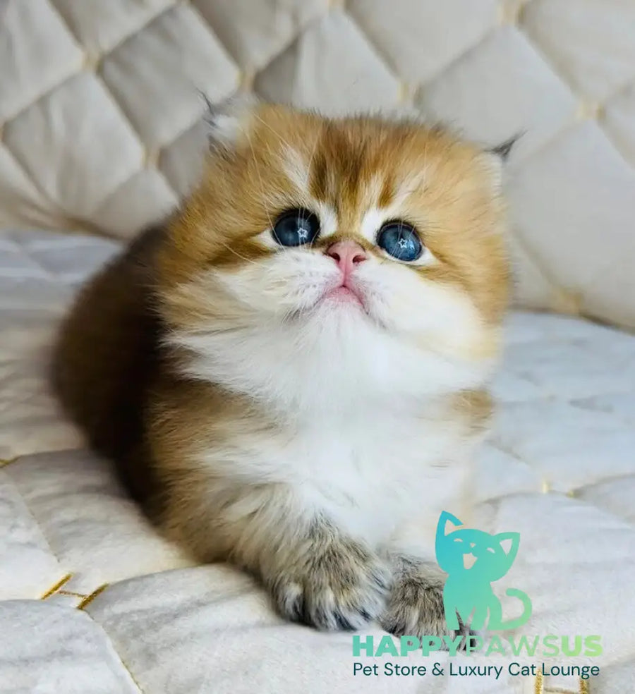 Damir British Longhair male black golden shaded - live animals