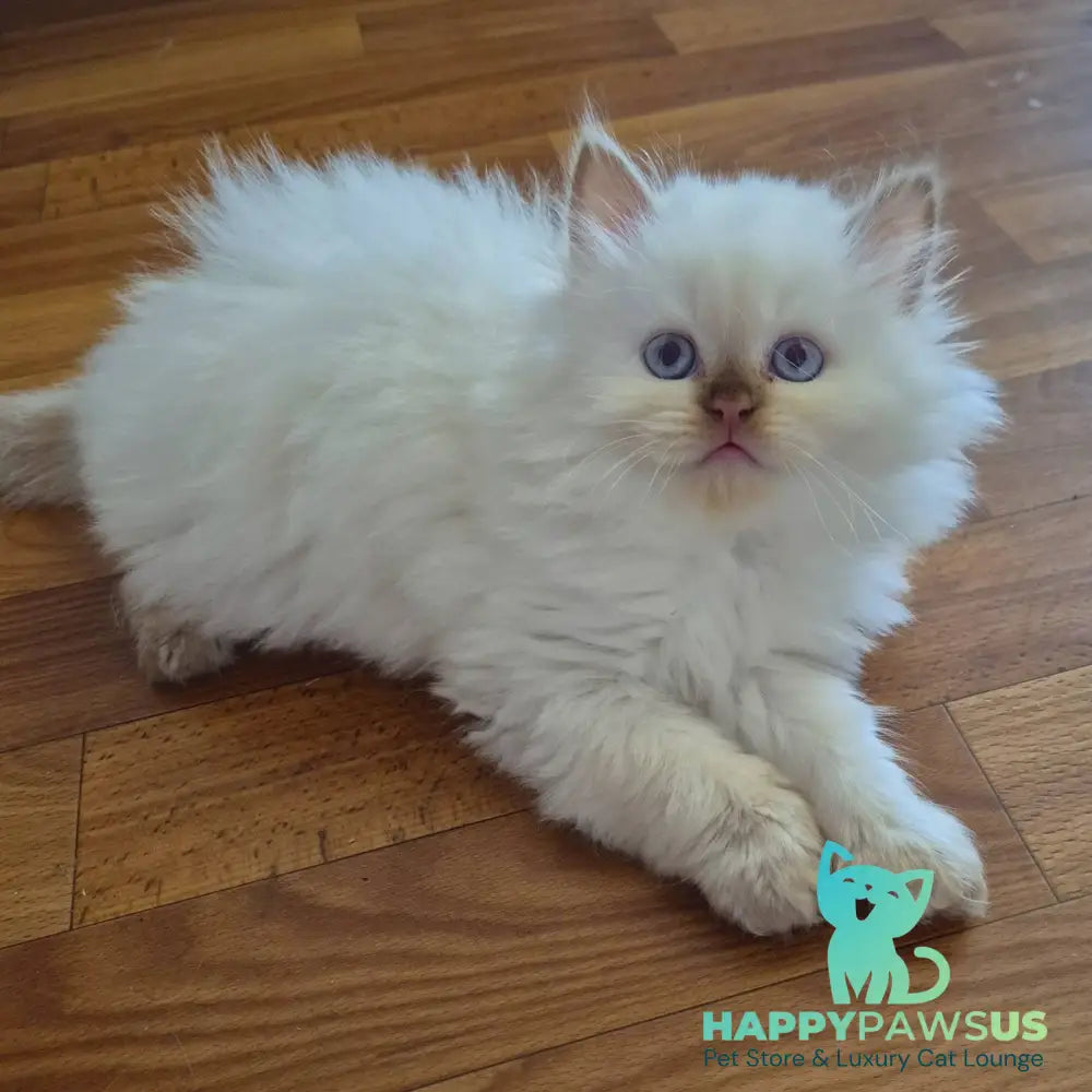 Damir British Longhair male chocolate golden shaded pointed - live animals