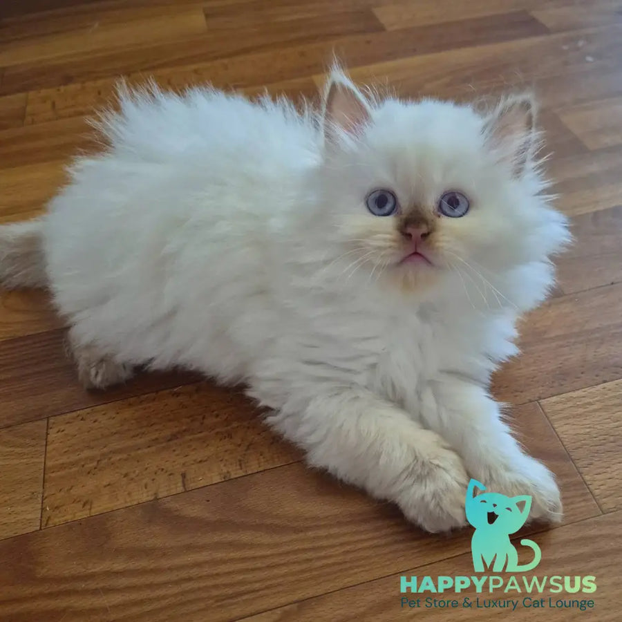 Damir British Longhair male chocolate golden shaded pointed - live animals