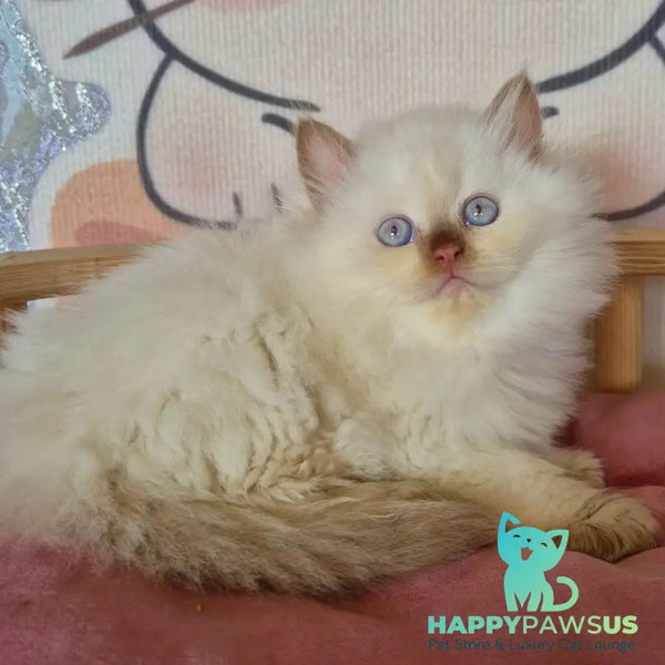 Damir British Longhair male chocolate golden shaded pointed - live animals
