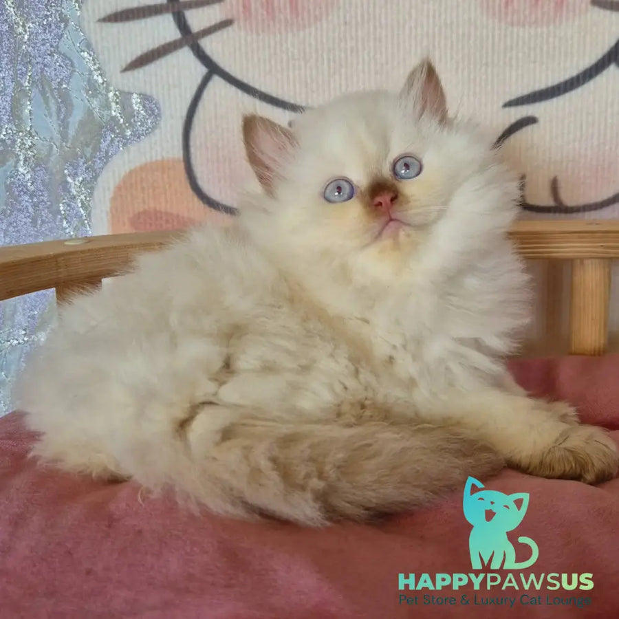Damir British Longhair male chocolate golden shaded pointed - live animals