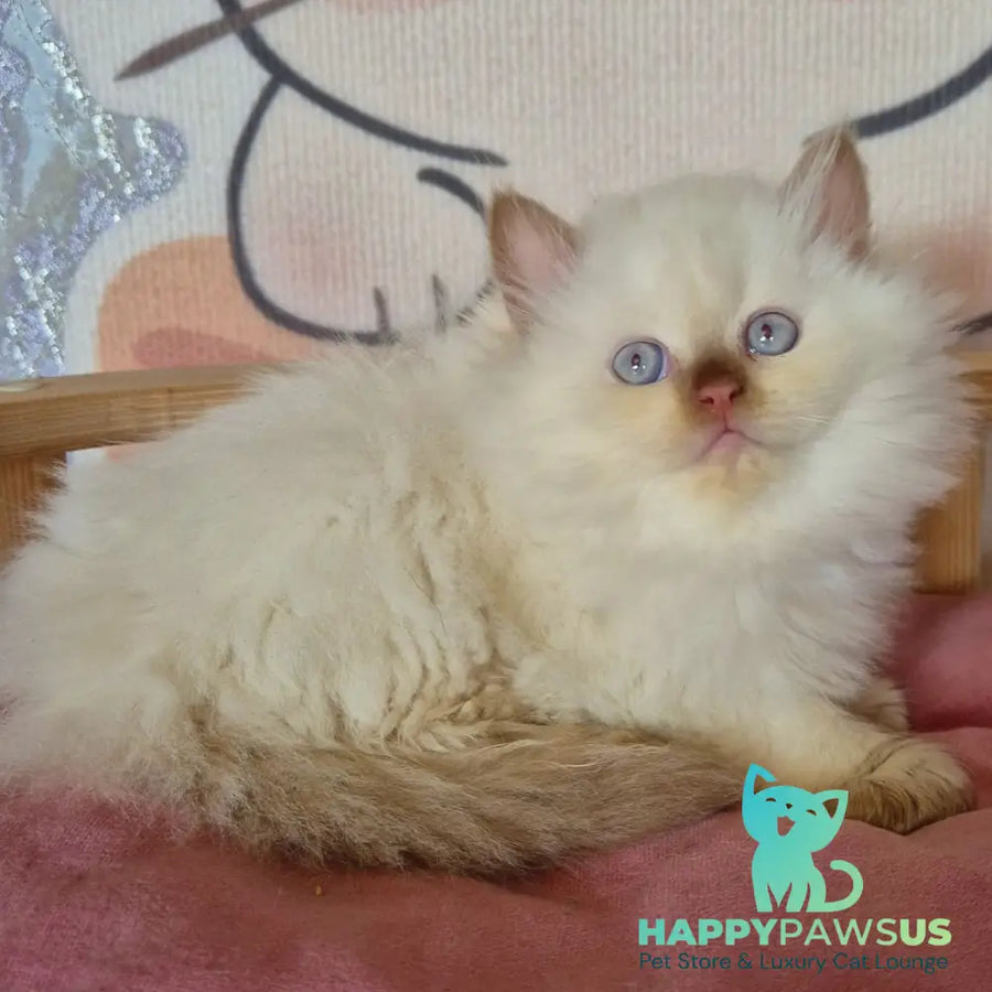Damir British Longhair male chocolate golden shaded pointed - live animals