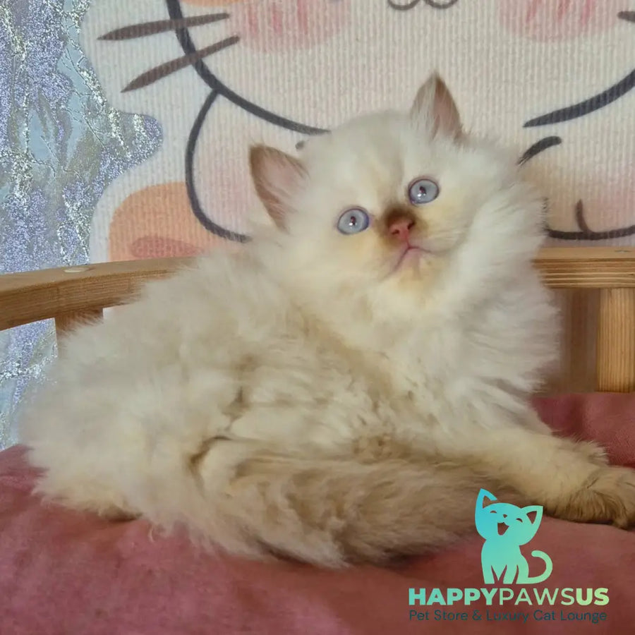 Damir British Longhair male chocolate golden shaded pointed - live animals
