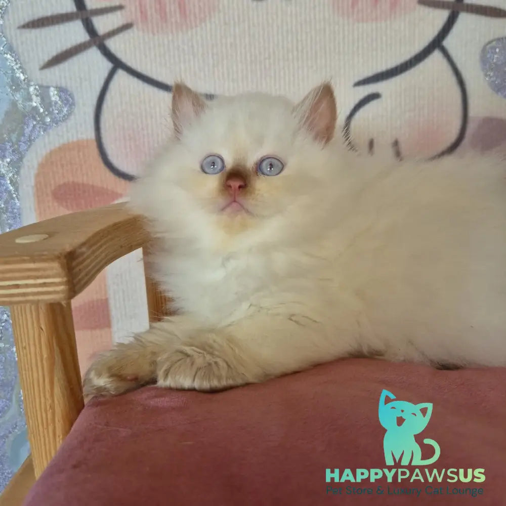 Damir British Longhair male chocolate golden shaded pointed - live animals