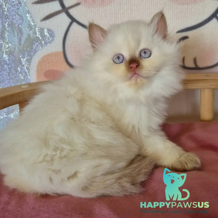 Damir British Longhair male chocolate golden shaded pointed - live animals