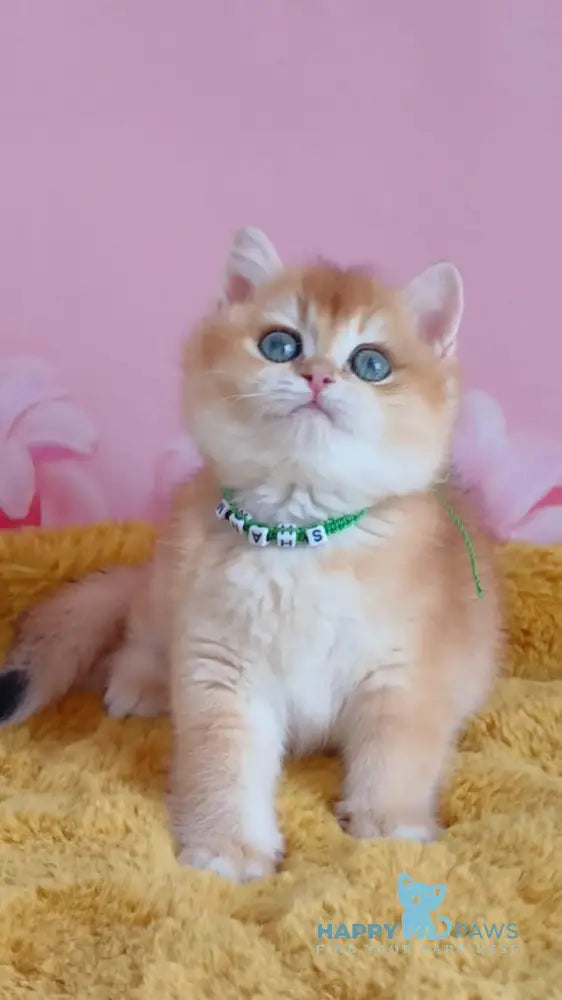 Damir British Shorthair male black golden chinchilla live animals