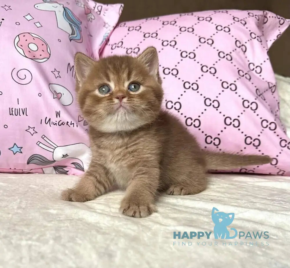 Damir British Shorthair male cinnamon ticked tabby live animals