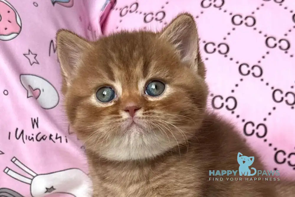 Damir British Shorthair male cinnamon ticked tabby live animals