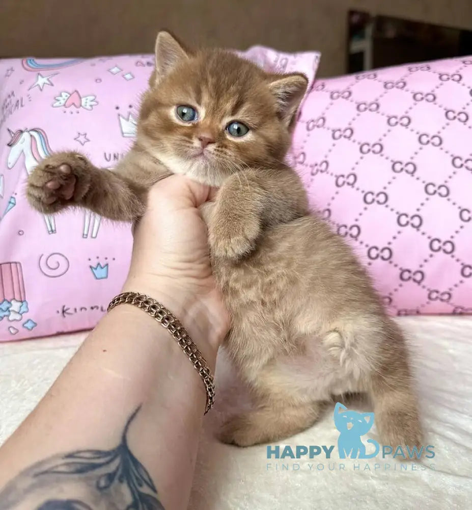 Damir British Shorthair male cinnamon ticked tabby live animals