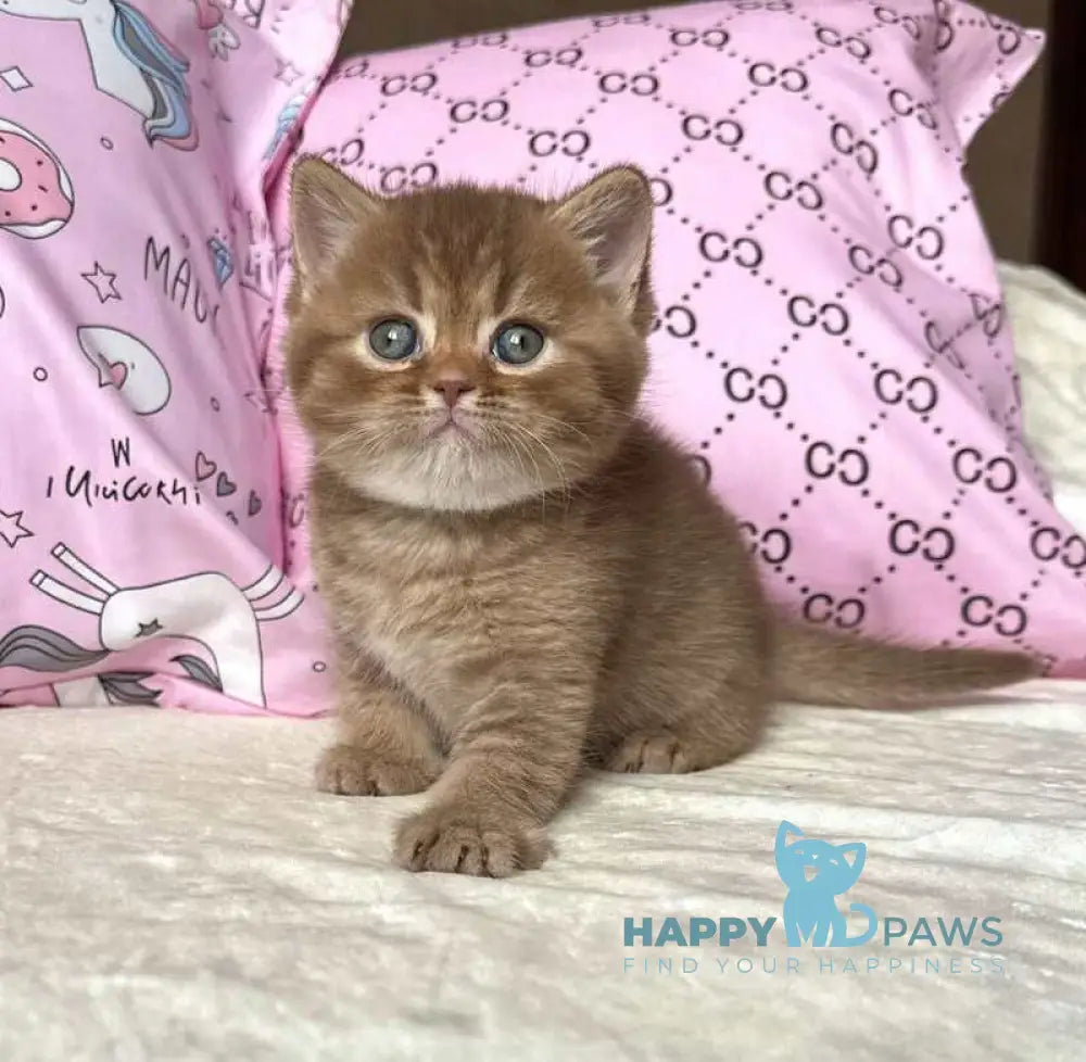 Damir British Shorthair male cinnamon ticked tabby live animals