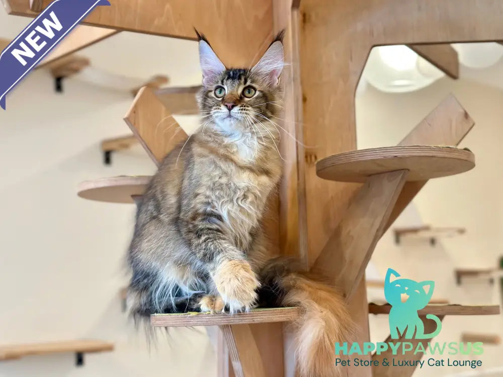 Damira Maine Coon polydactyl female tortie ticked tabby - live animals