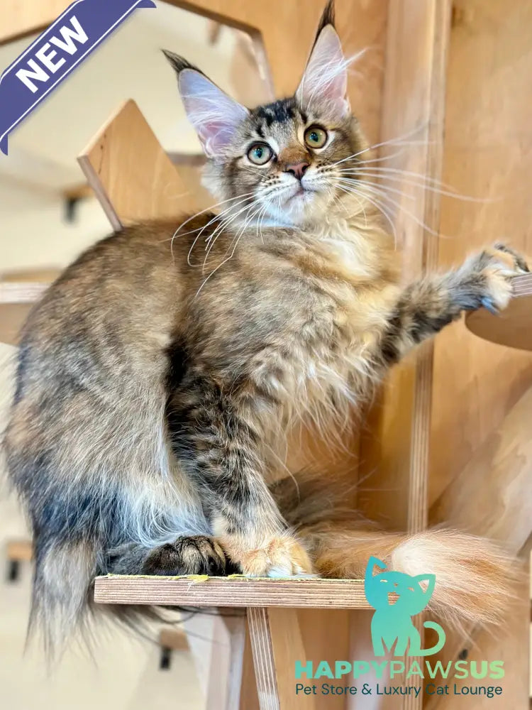 Damira Maine Coon polydactyl female tortie ticked tabby - live animals