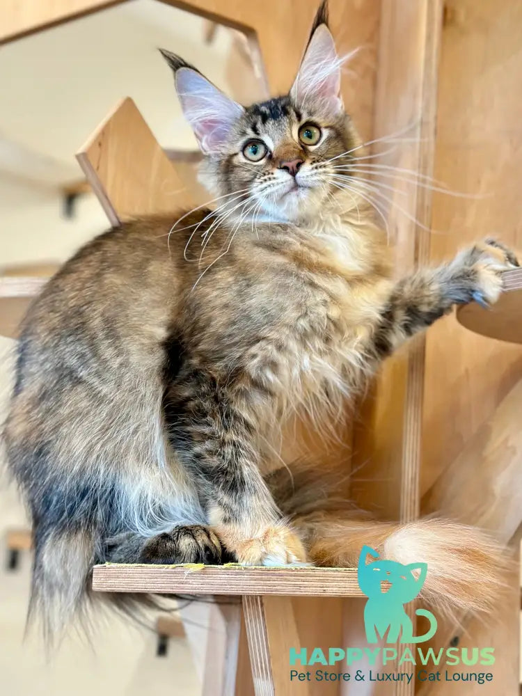 Damira Maine Coon polydactyl female tortie ticked tabby - live animals