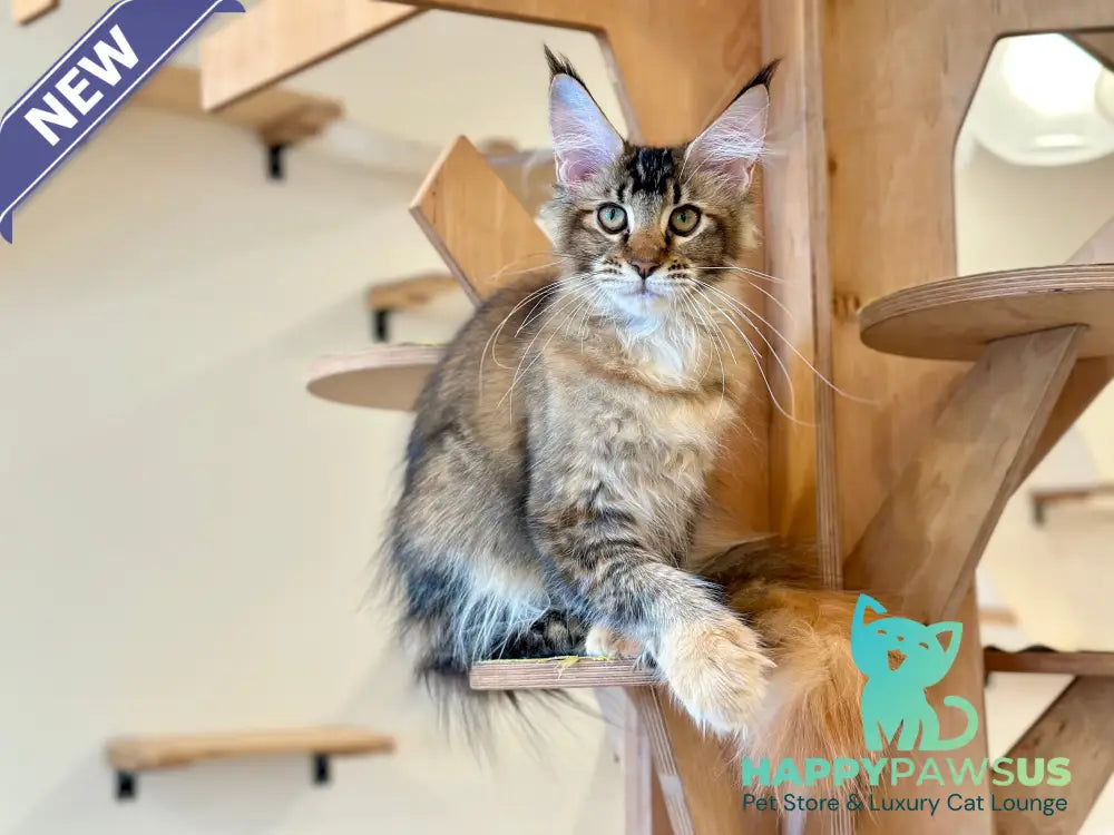 Damira Maine Coon polydactyl female tortie ticked tabby - live animals