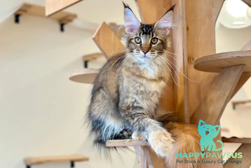 Damira Maine Coon polydactyl female tortie ticked tabby - live animals