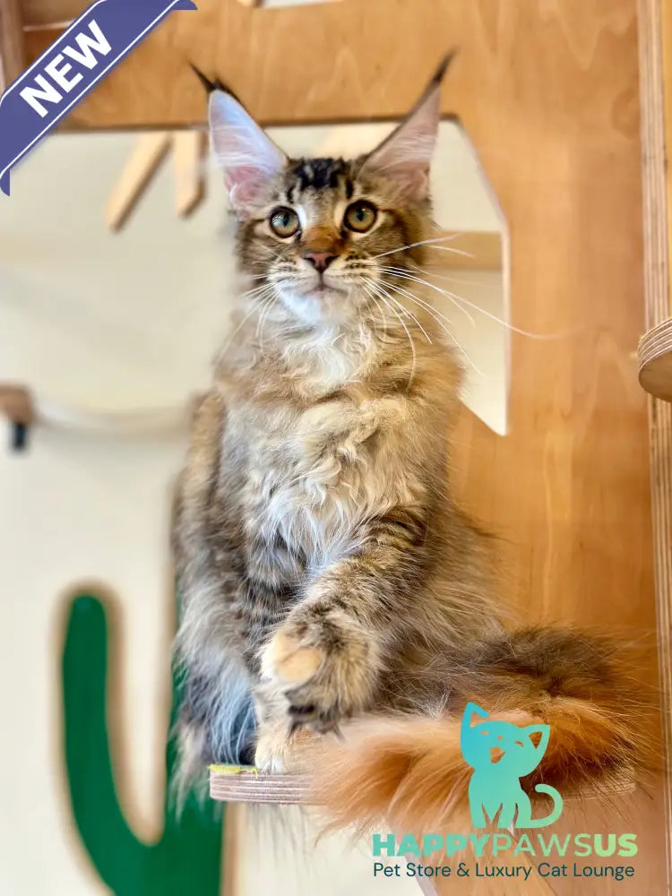 Damira Maine Coon polydactyl female tortie ticked tabby - live animals
