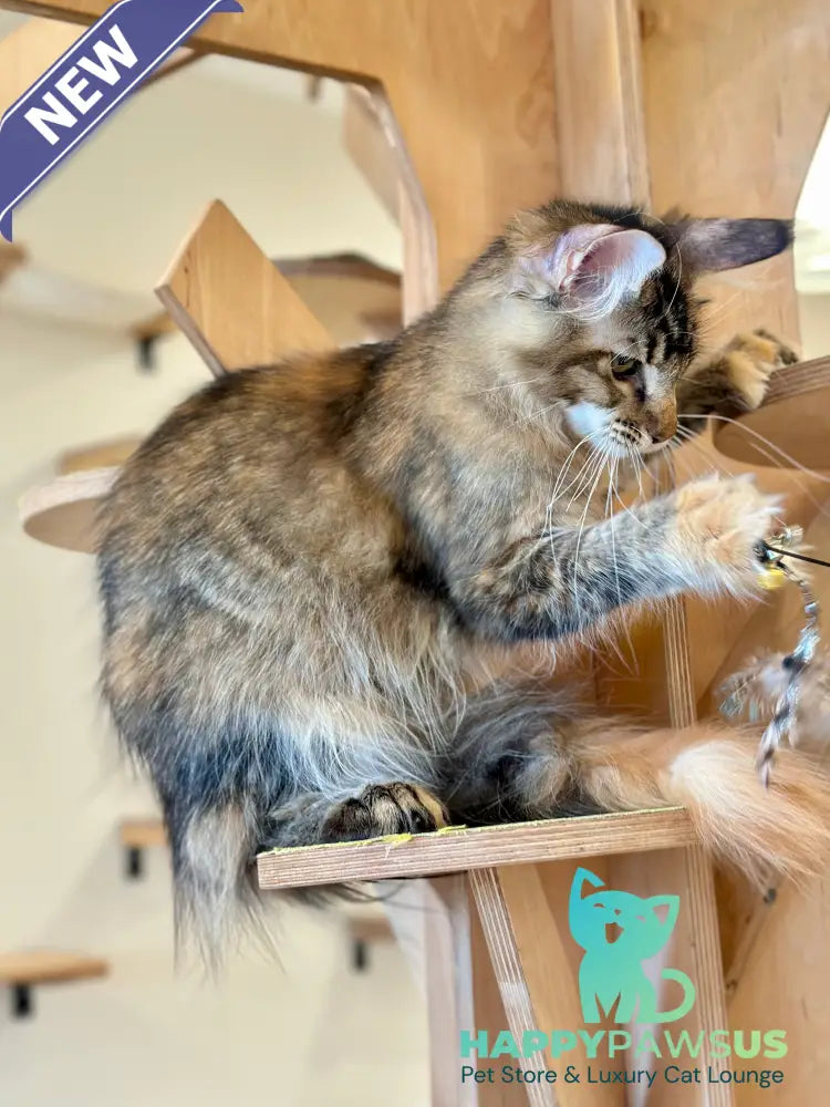 Damira Maine Coon polydactyl female tortie ticked tabby - live animals