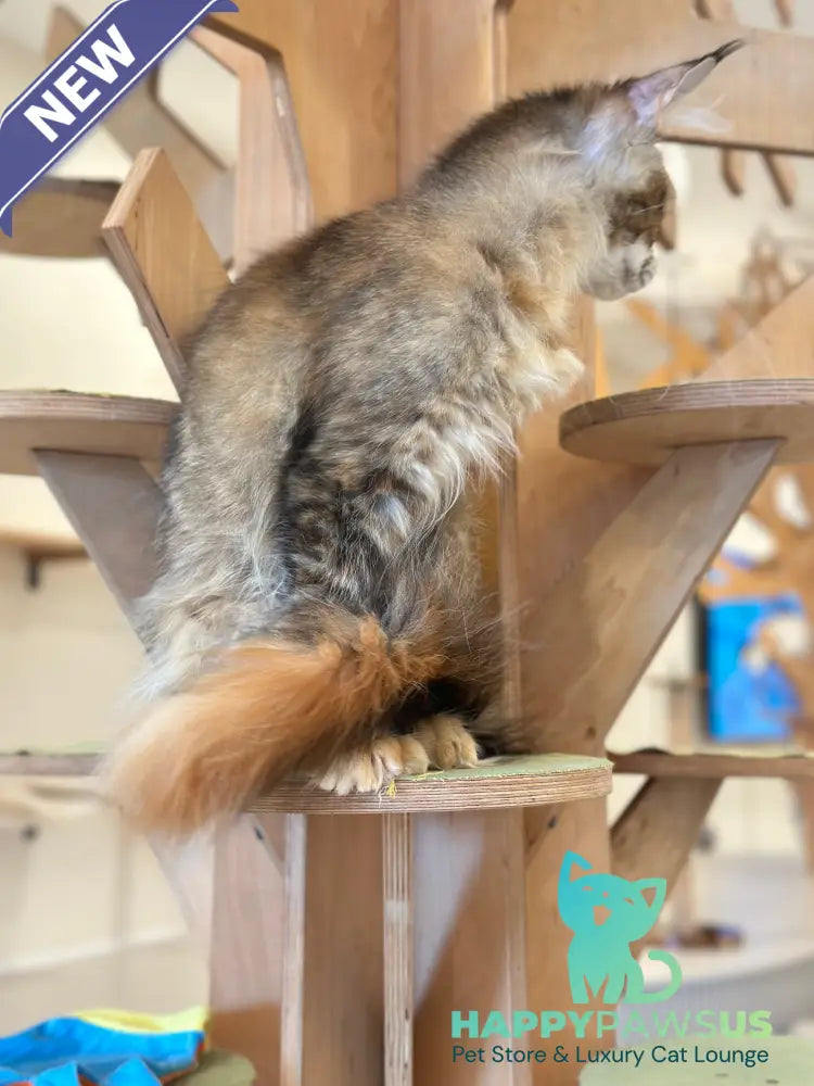 Damira Maine Coon polydactyl female tortie ticked tabby - live animals