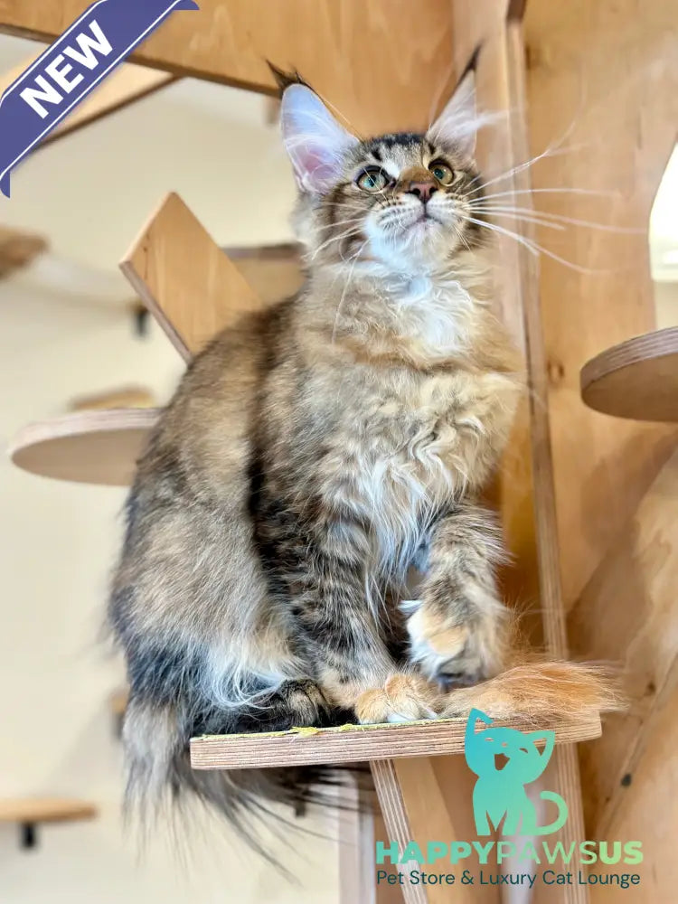 Damira Maine Coon polydactyl female tortie ticked tabby - live animals