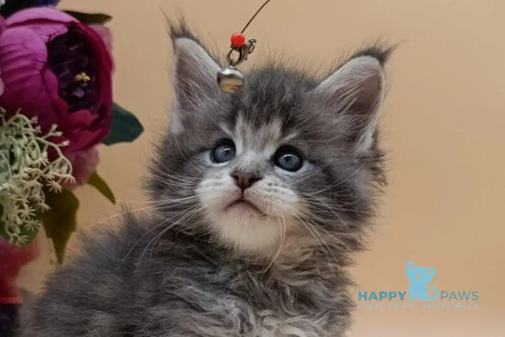 Damond Maine Coon male blue silver tabby live animals