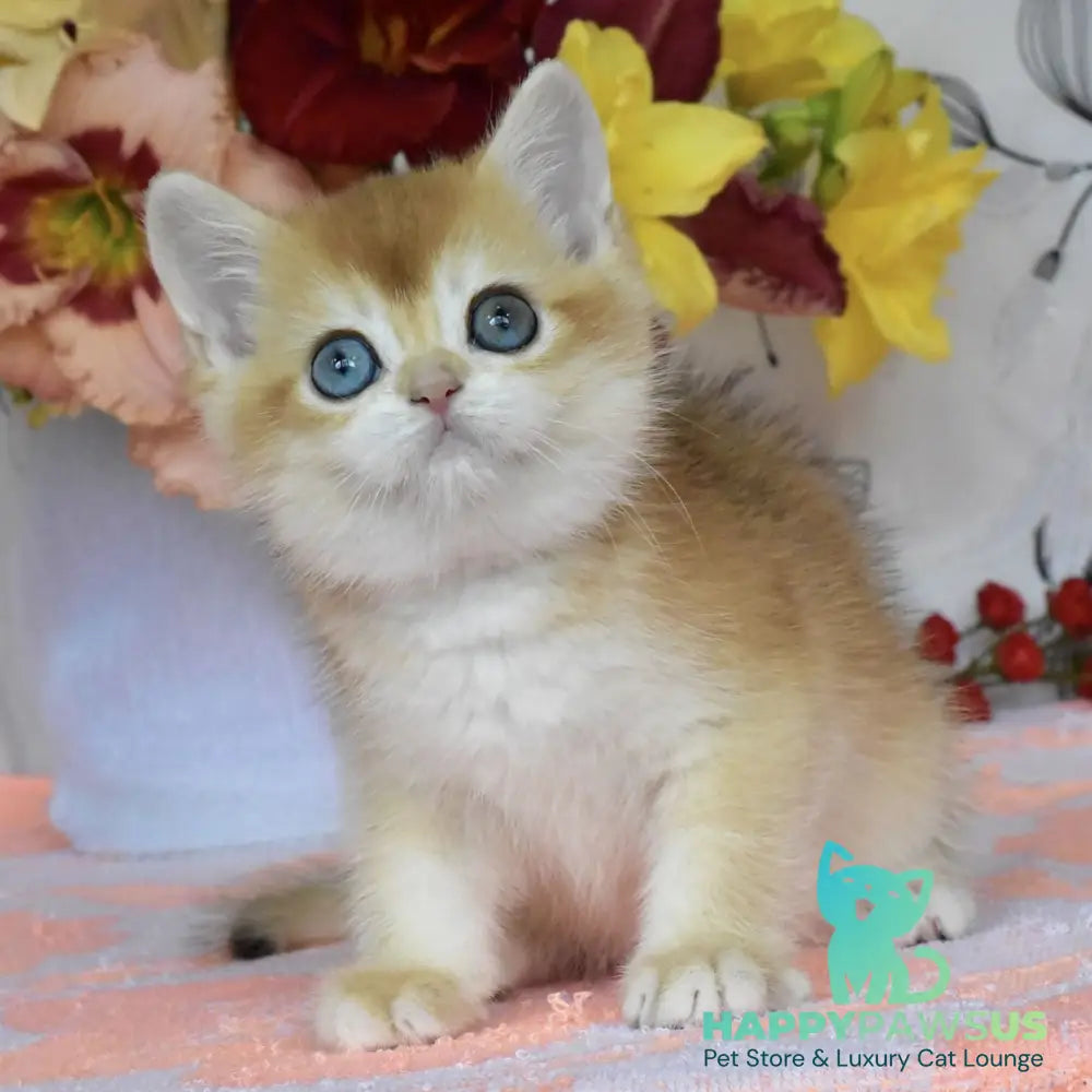 Dan British Shorthair male black golden chinchilla - live animals