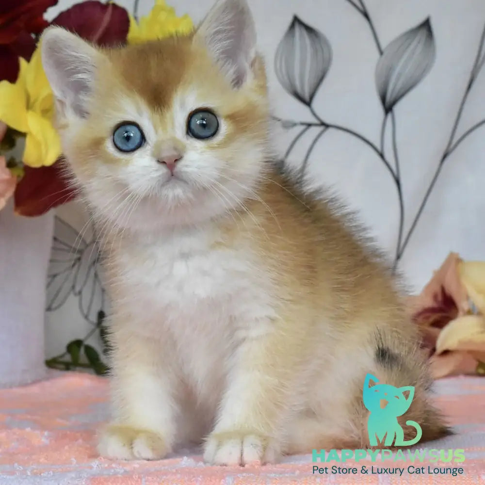 Dan British Shorthair male black golden chinchilla - live animals