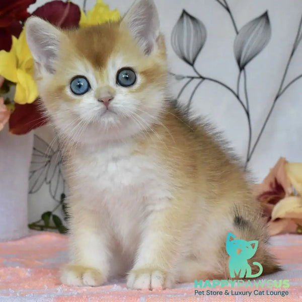 Dan British Shorthair male black golden chinchilla - live animals