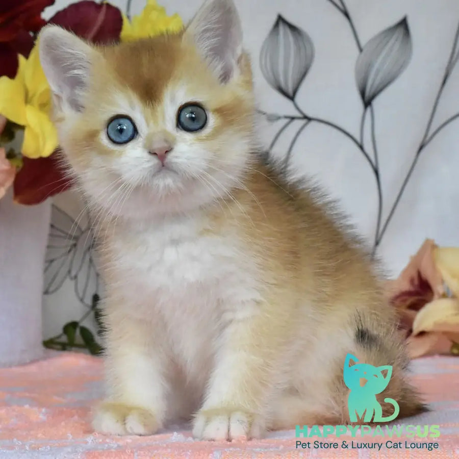 Dan British Shorthair male black golden chinchilla - live animals