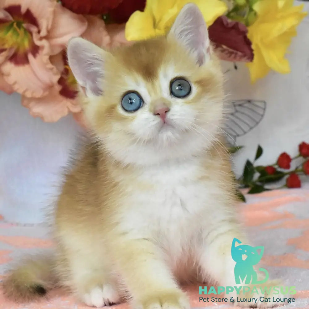 Dan British Shorthair male black golden chinchilla - live animals