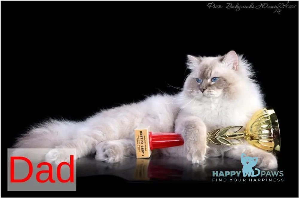 Dan Siberian male blue with white tabby pointed live animals