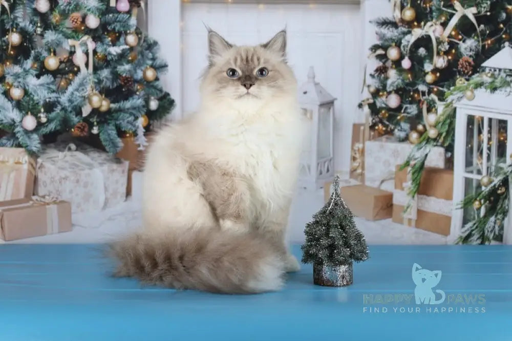 Dan Siberian male blue with white tabby pointed live animals