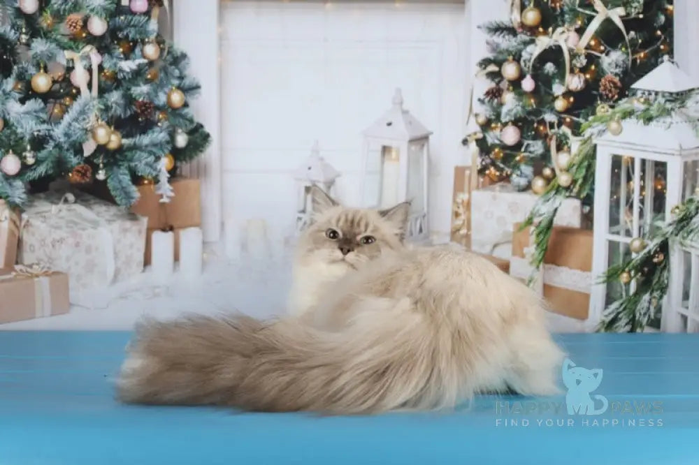 Dan Siberian male blue with white tabby pointed live animals