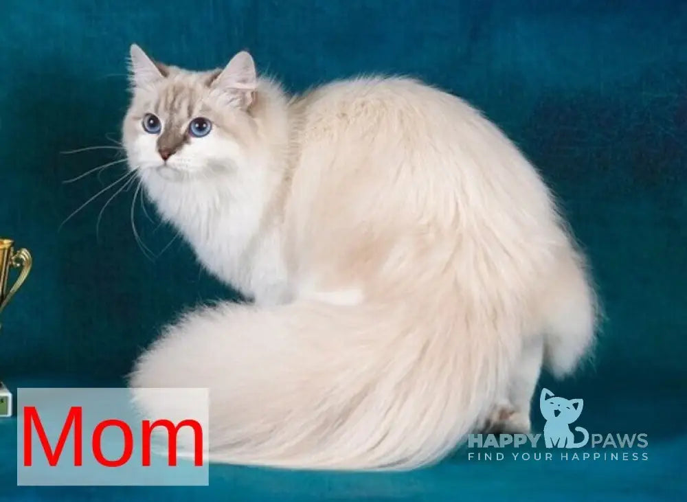 Dan Siberian male blue with white tabby pointed live animals
