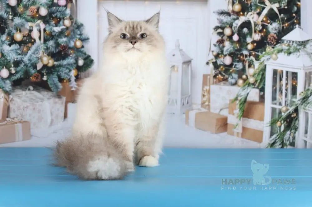 Dan Siberian male blue with white tabby pointed live animals