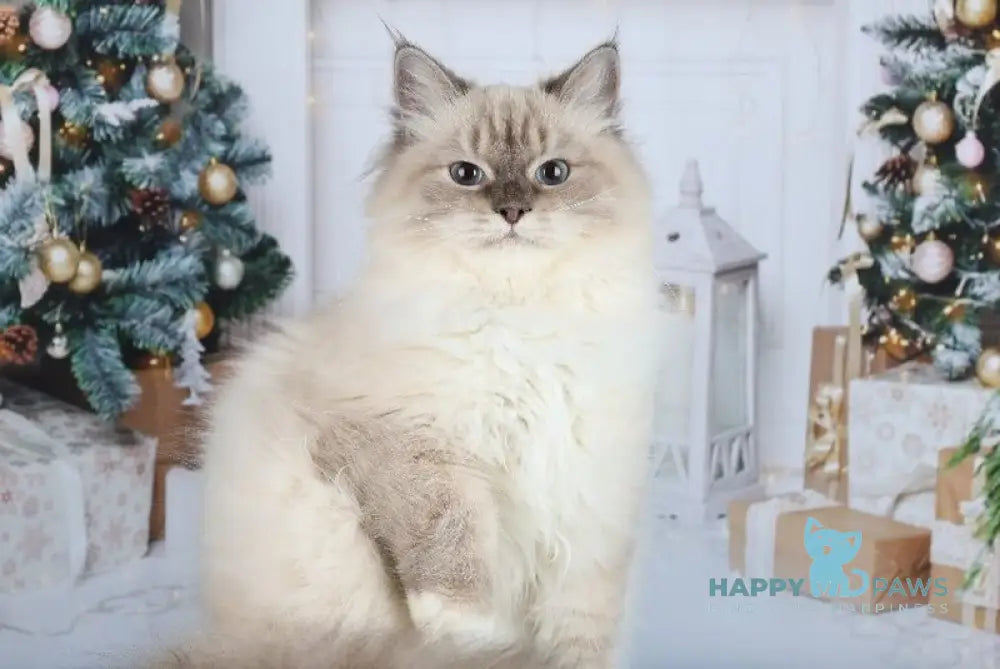 Dan Siberian male blue with white tabby pointed live animals