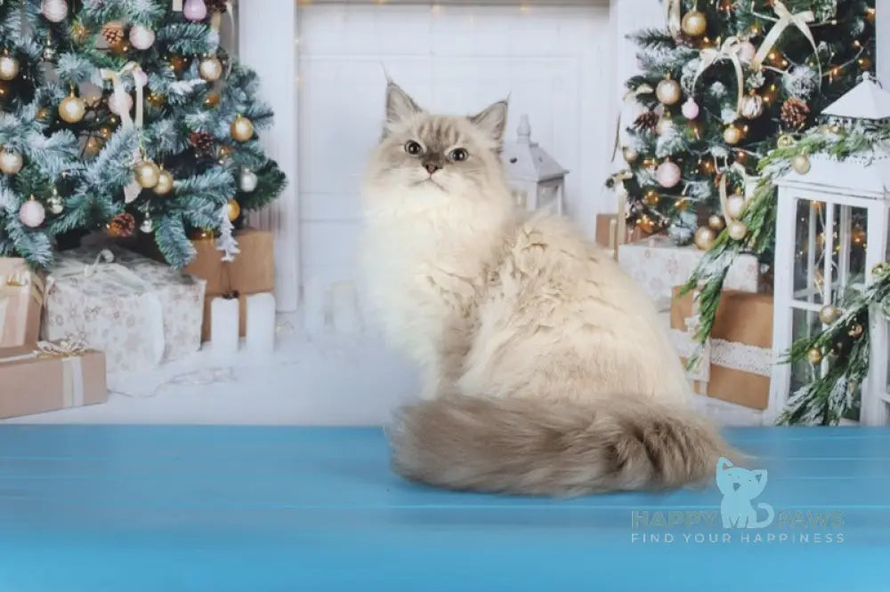 Dan Siberian male blue with white tabby pointed live animals