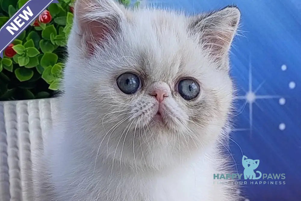 Dana Exotic female black tabby bicolour pointed live animals