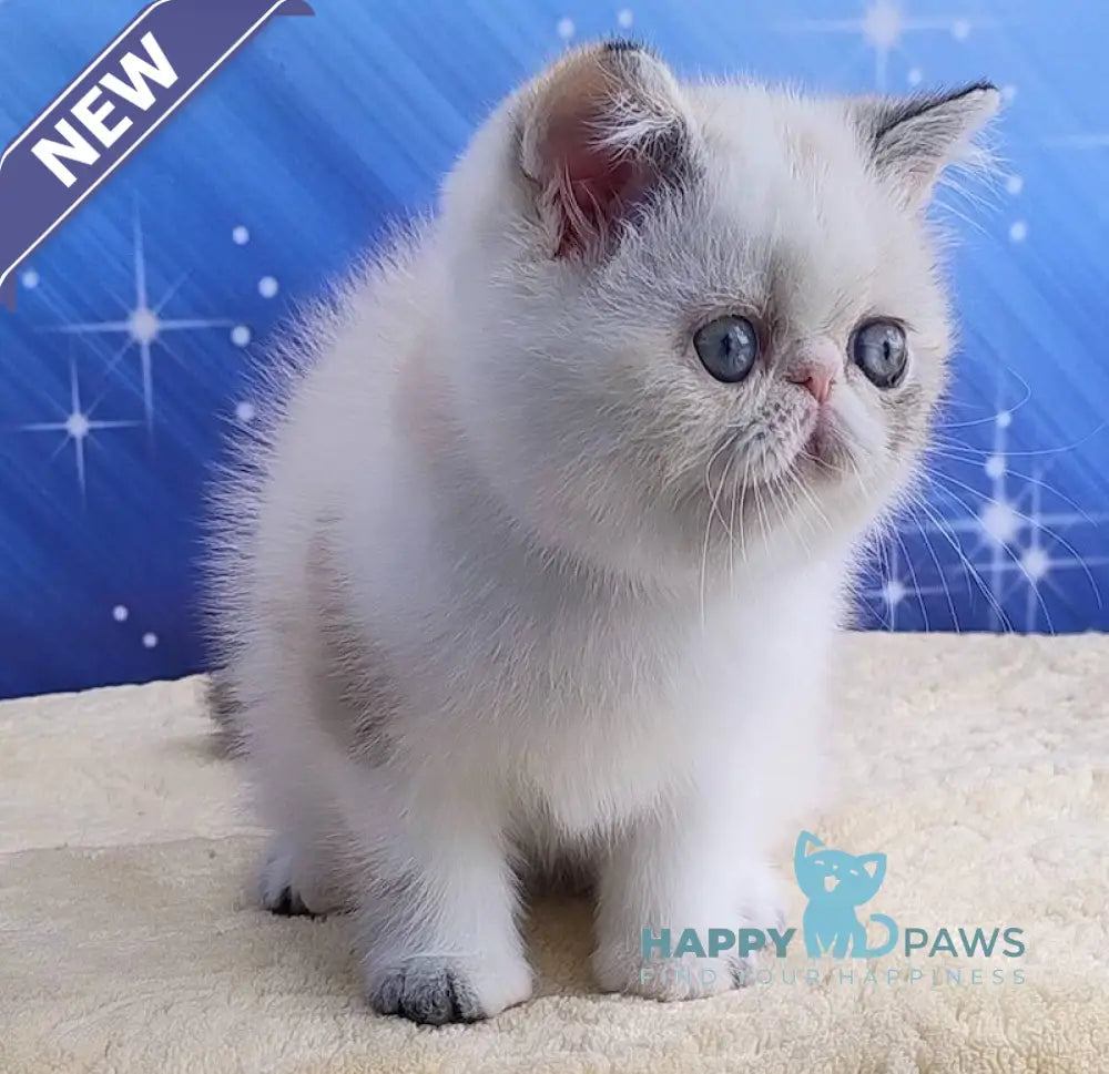Dana Exotic female black tabby bicolour pointed live animals