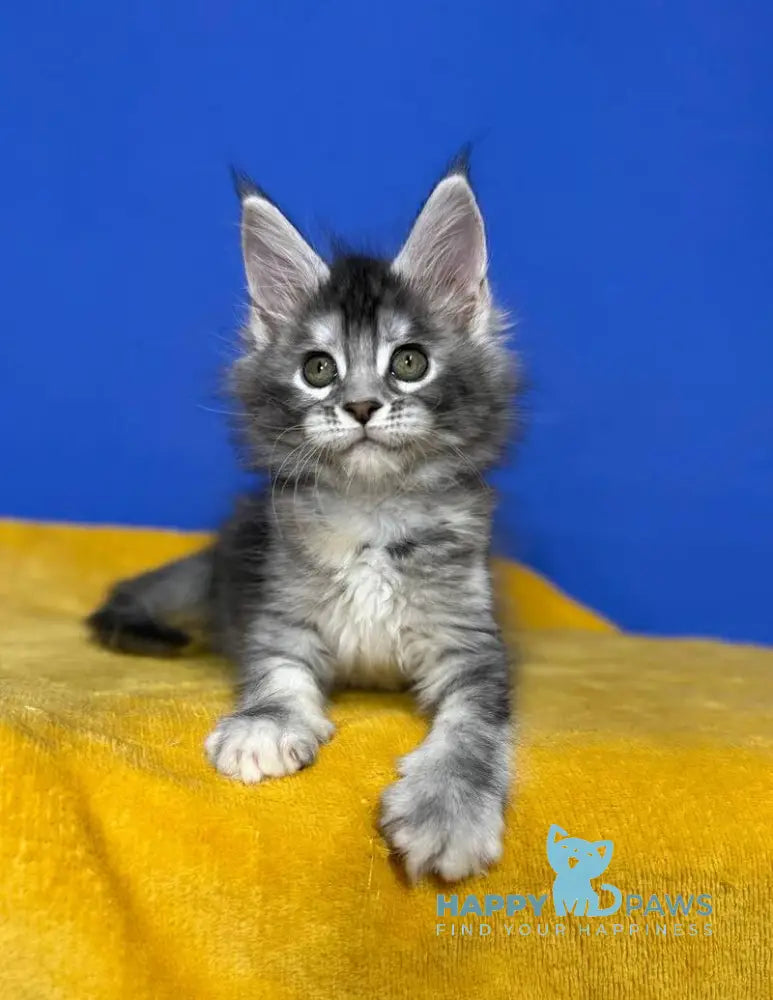 Dana Maine Coon female black tortie silver live animals