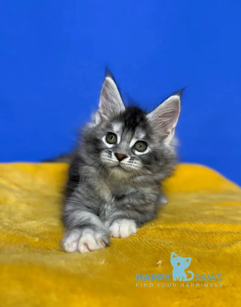 Dana Maine Coon female black tortie silver live animals