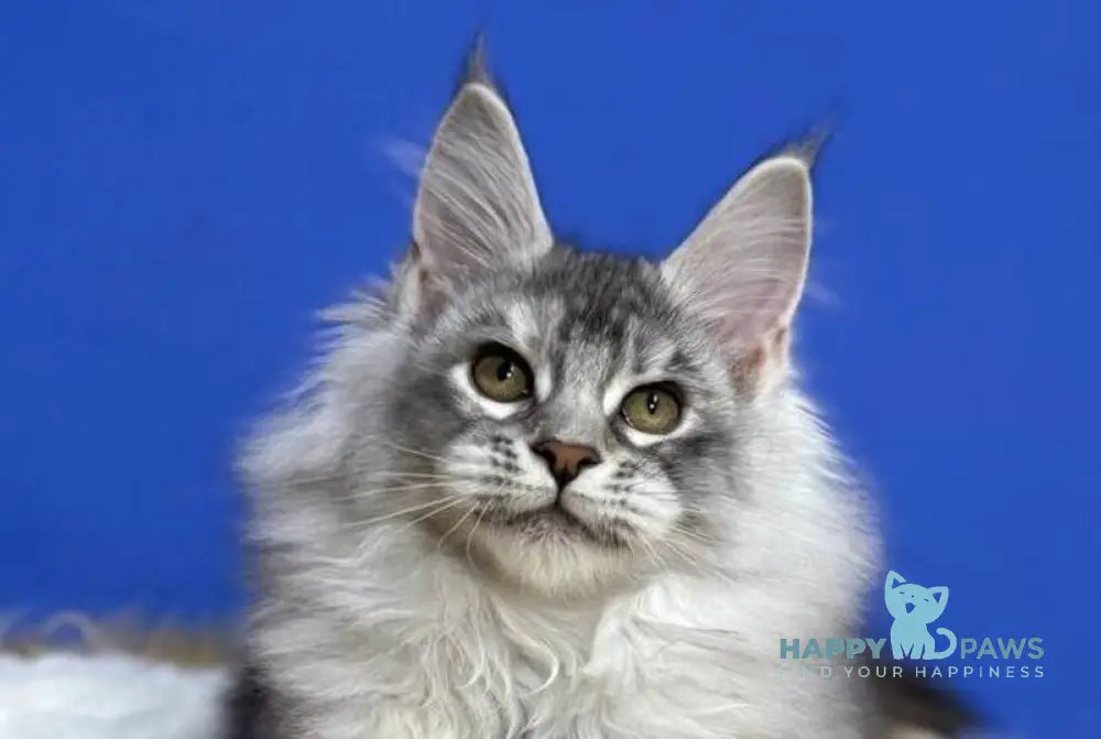 Dana Maine Coon female black tortie silver live animals