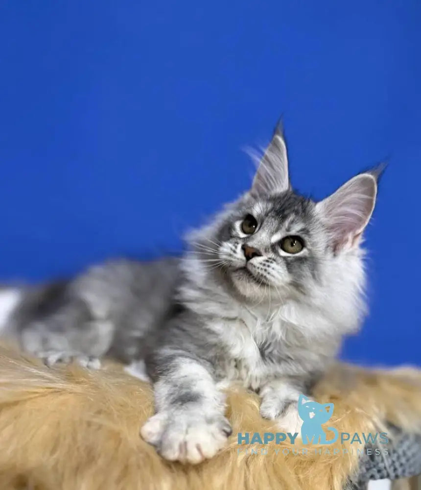 Dana Maine Coon female black tortie silver live animals